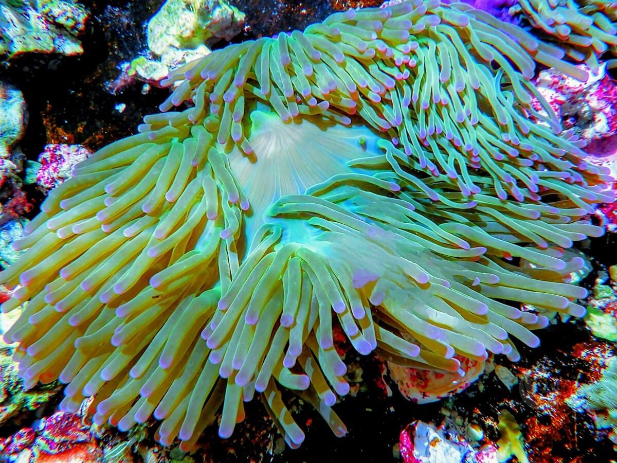 Purple tip Lime Heteractis magnifica Pink-Purple base