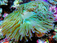 Purple tip Lime Heteractis magnifica Pink-Purple base