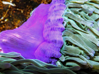 Purple tip Lime Heteractis magnifica Pink-Purple base