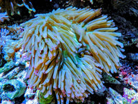 Purple tip Lime Heteractis magnifica Pink-Purple bases