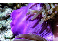 Purple tip Lime Heteractis magnifica Pink-Purple bases