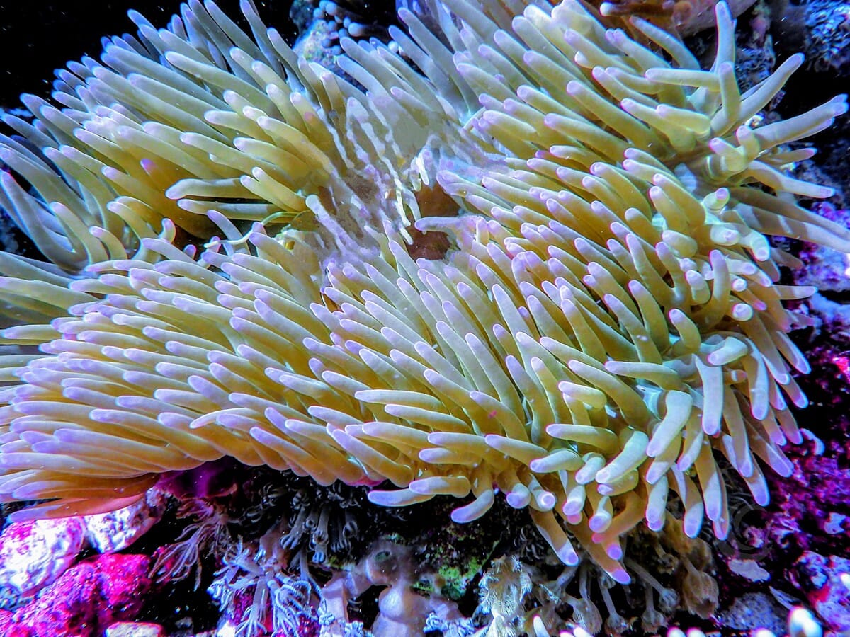 Green Heteractis magnifica Purple base