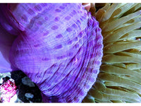 Green Heteractis magnifica Purple base