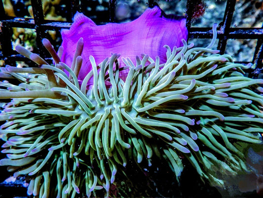 Purple tip Lime Heteractis magnifica Pink-Purple base