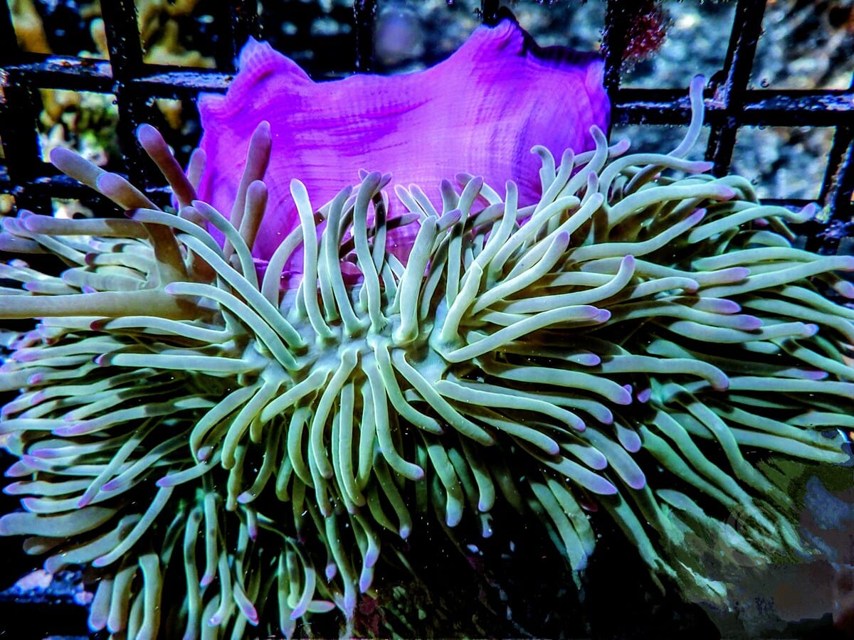 Purple tip Lime Heteractis magnifica Pink-Purple base