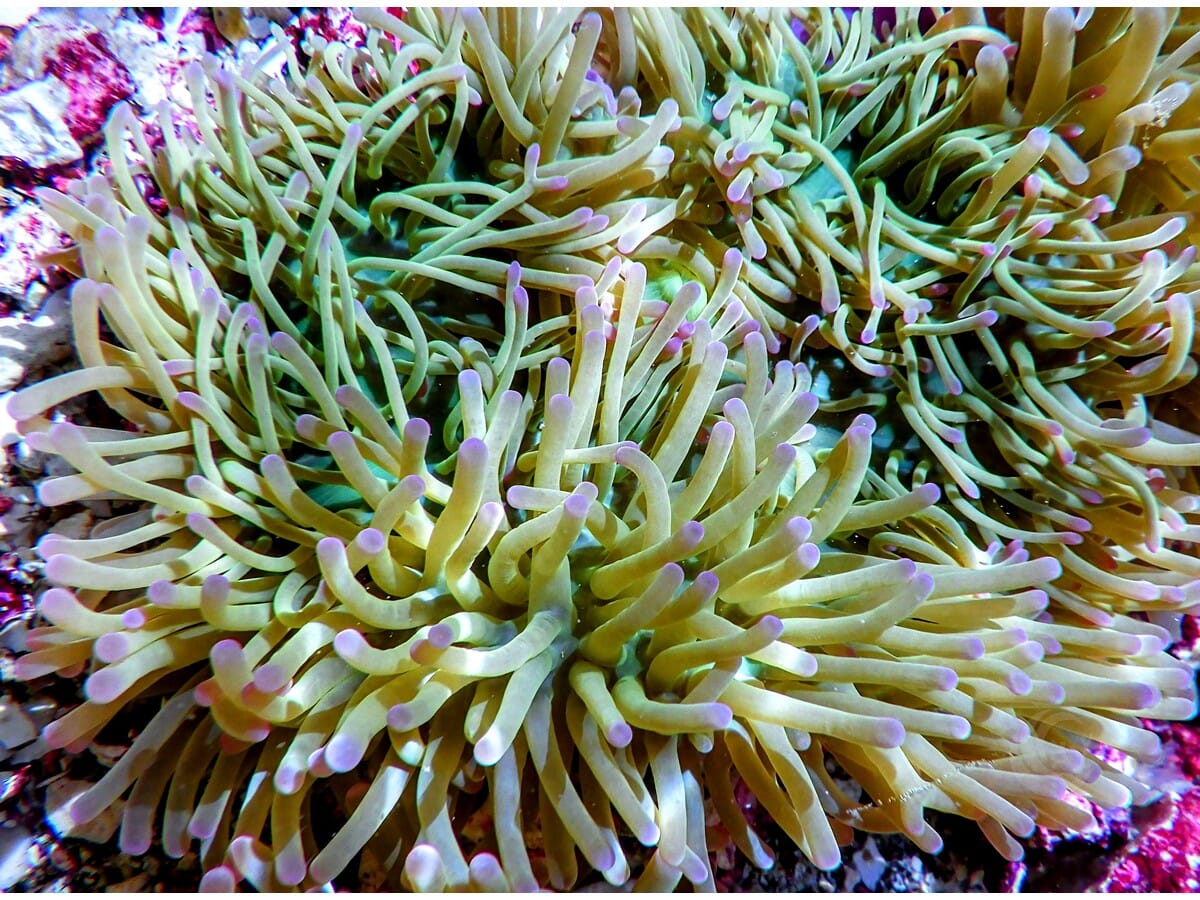 Purple tip Lime Heteractis magnifica Pink-Purple base