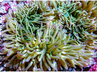 Purple tip Lime Heteractis magnifica Pink-Purple base