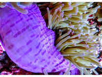 Purple tip Lime Heteractis magnifica Pink-Purple base
