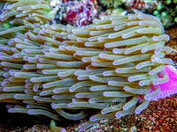Purple tip Lime Heteractis magnifica Pink-Purple base