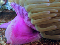 Purple tip Lime Heteractis magnifica Pink-Purple base