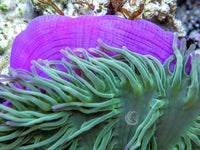 Purple tip Lime Heteractis magnifica Pink-Purple base