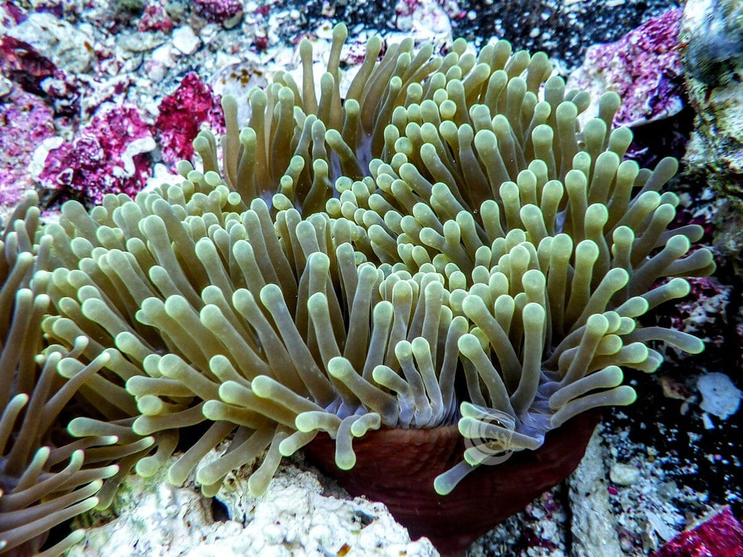 Green Heteractis magnifica Red-Brown Base