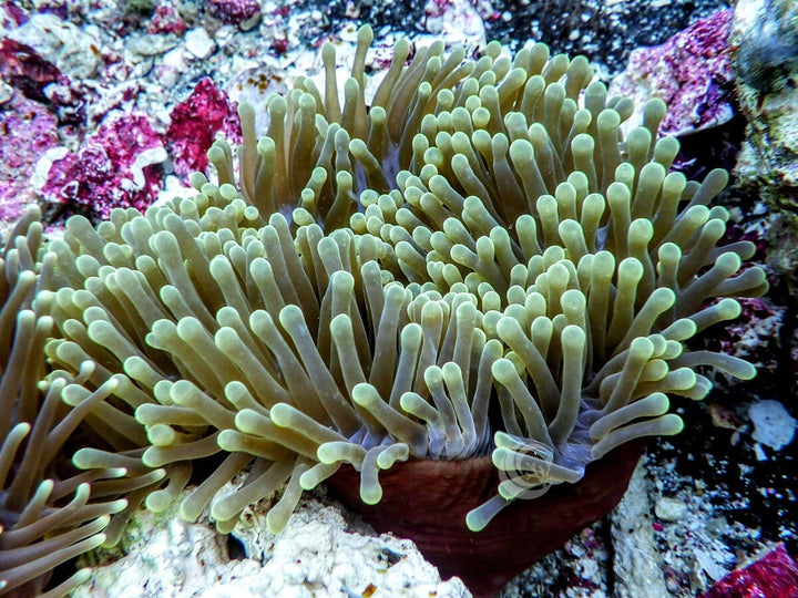 Green Heteractis magnifica Red-Brown Base