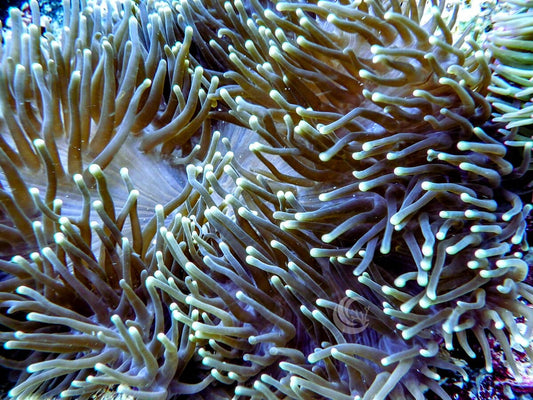 Yellow tip Green Heteractis magnifica Purple base