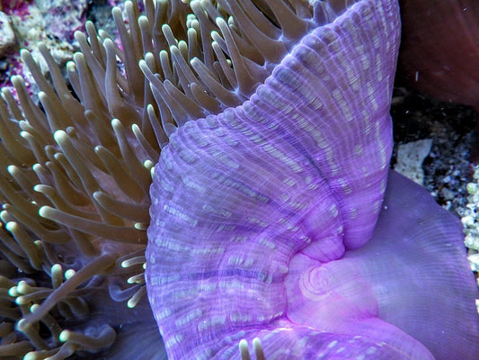 Yellow tip Green Heteractis magnifica Purple base