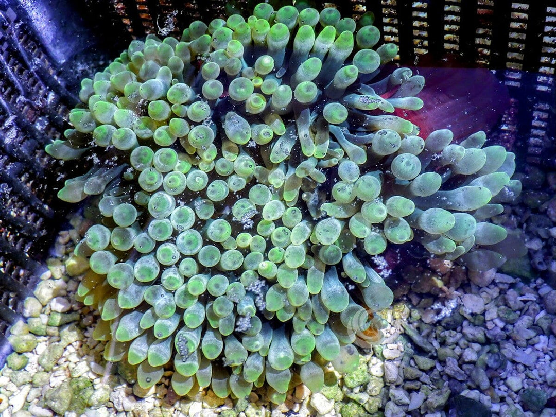 Green Bubble Tip Anemone Red Base