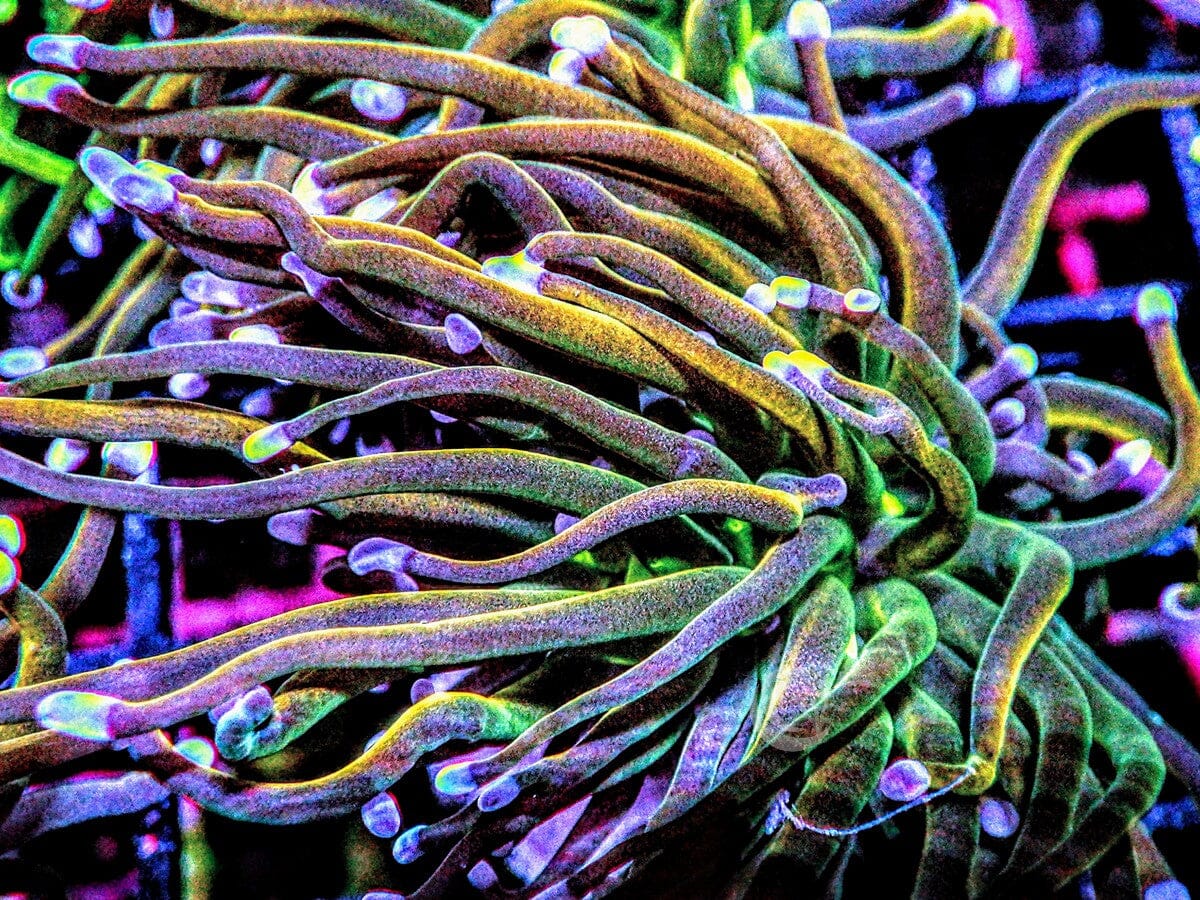 Over The Rainbow Torch