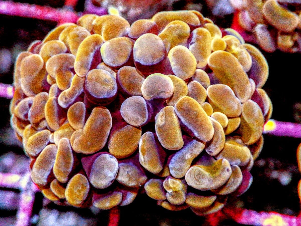 Orange Branching Hammer