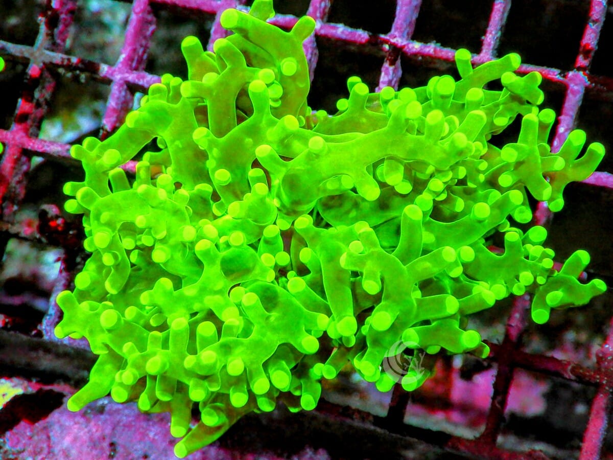 Neon Branching Frogspawn