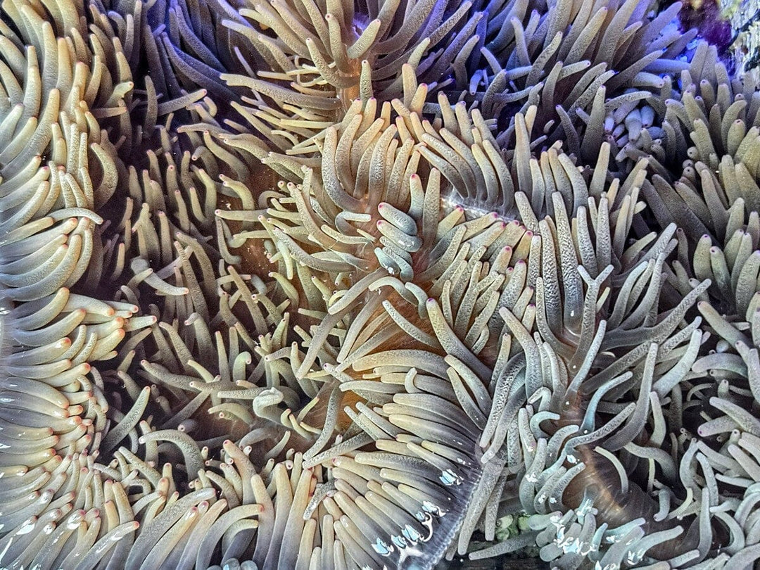 Large Pink tip Heteractis crispa