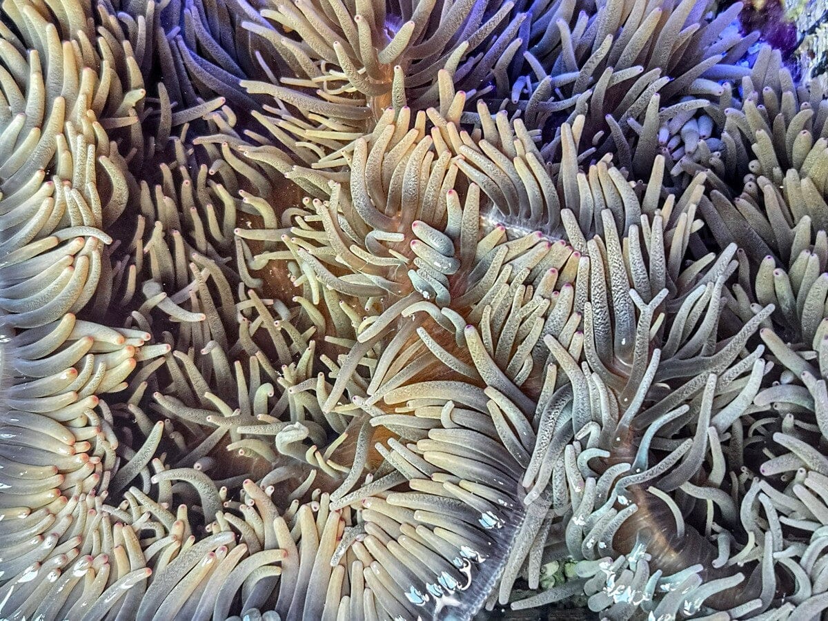 Large Pink tip Heteractis crispa