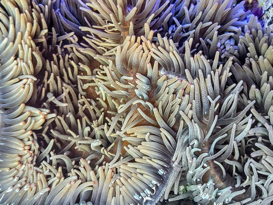 Large Pink tip Heteractis crispa