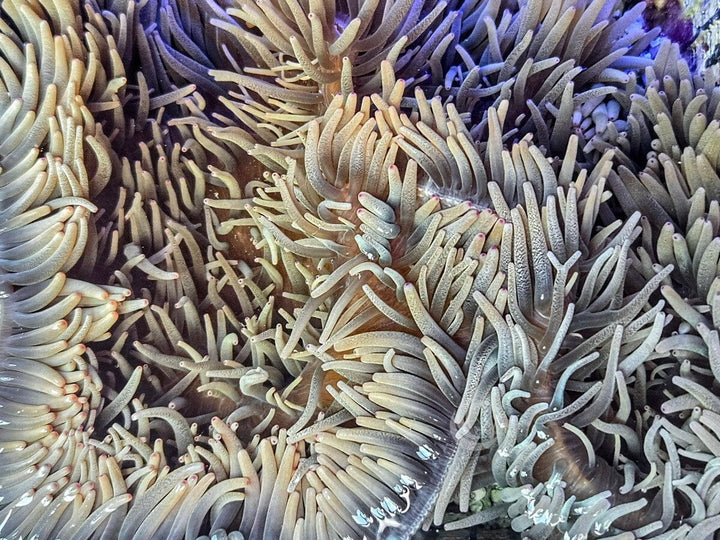 Large Pink tip Heteractis crispa