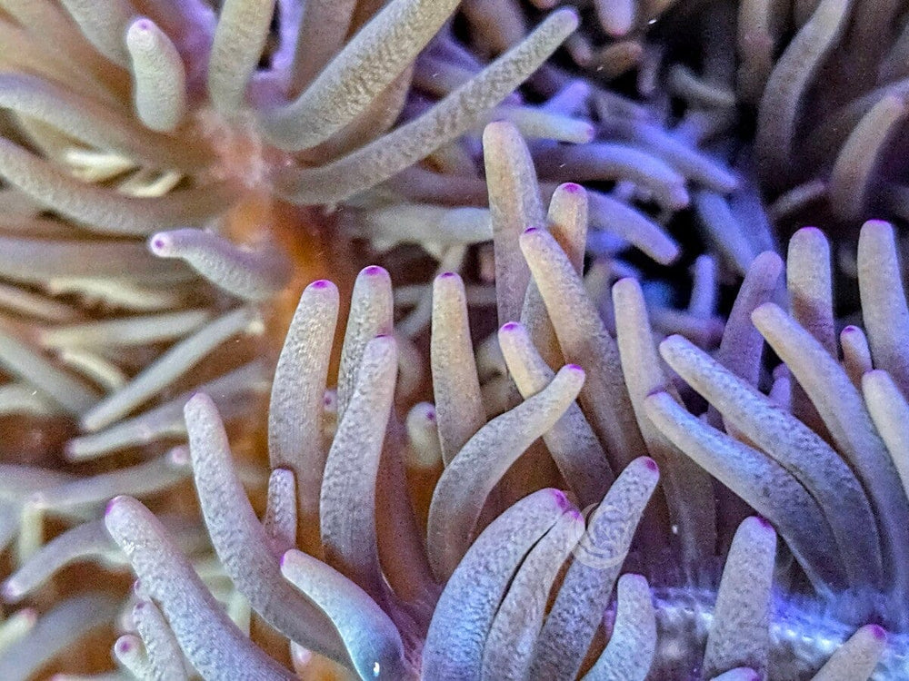 Large Pink tip Heteractis crispa