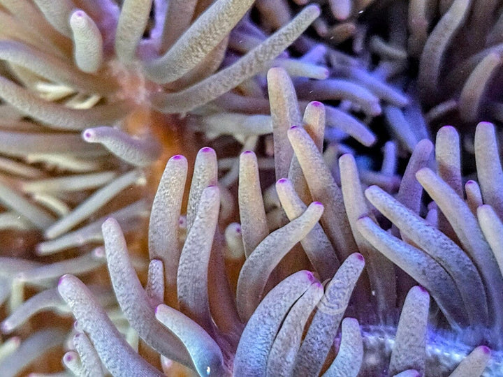 Large Pink tip Heteractis crispa