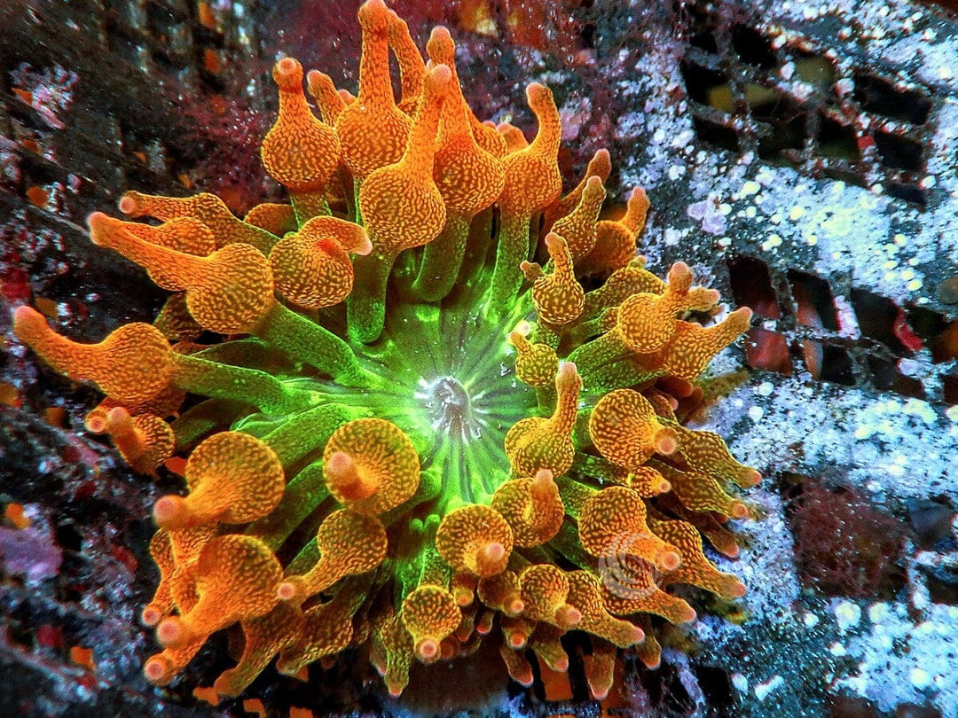 Chicago Sunburst Bubble Tip Anemone