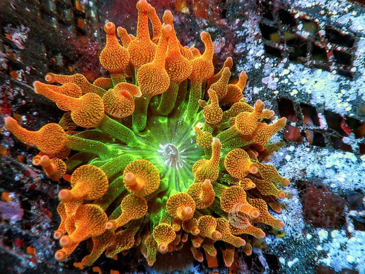 Chicago Sunburst Bubble Tip Anemone