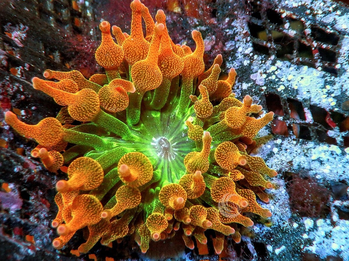 Chicago Sunburst Bubble Tip Anemone