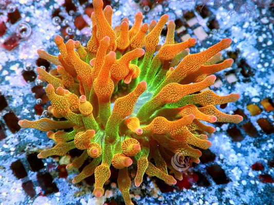 Chicago Sunburst Bubble Tip Anemone