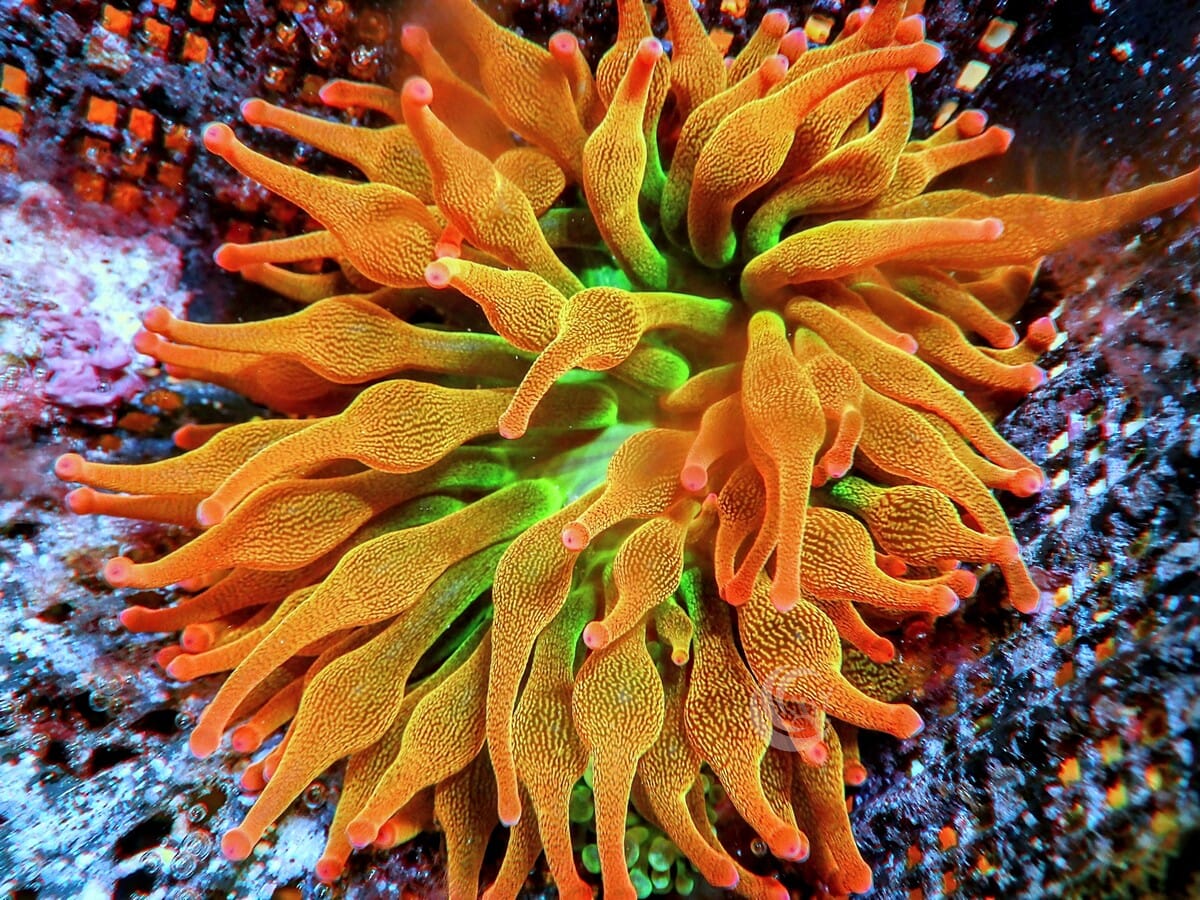 Chicago Sunburst Bubble Tip Anemone