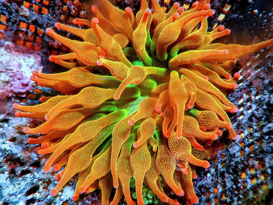 Chicago Sunburst Bubble Tip Anemone