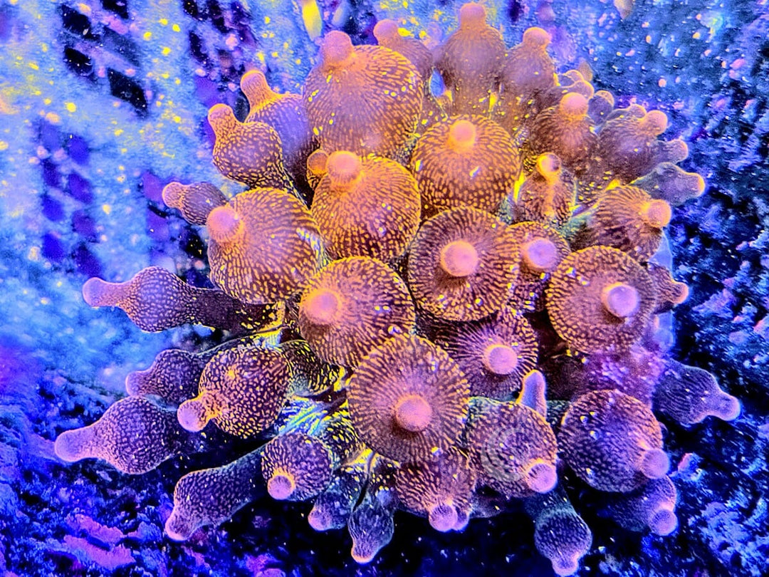 Colorado Sunburst