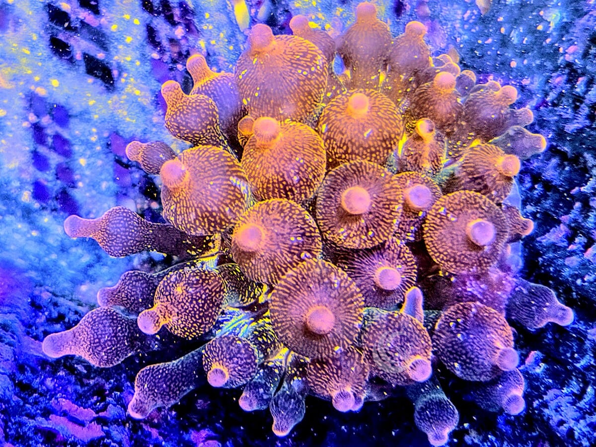 Colorado Sunburst