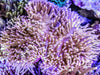 Pink tip with Bright Pink-Purple Base Heteractis magnifica Anemone-WYSIWYG