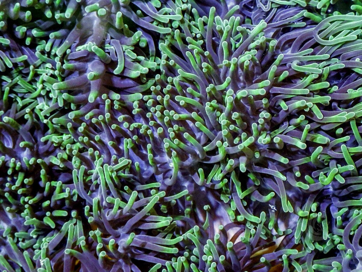 Green tip Heteractis magnifica - Several Available