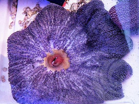 Blue-Purple Haddoni Carpet