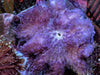 Purple Heteractis crispa Anemone