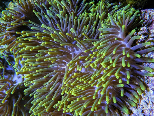 Bright Lime Heteractis magnificaa Anemone - WYSIWYG