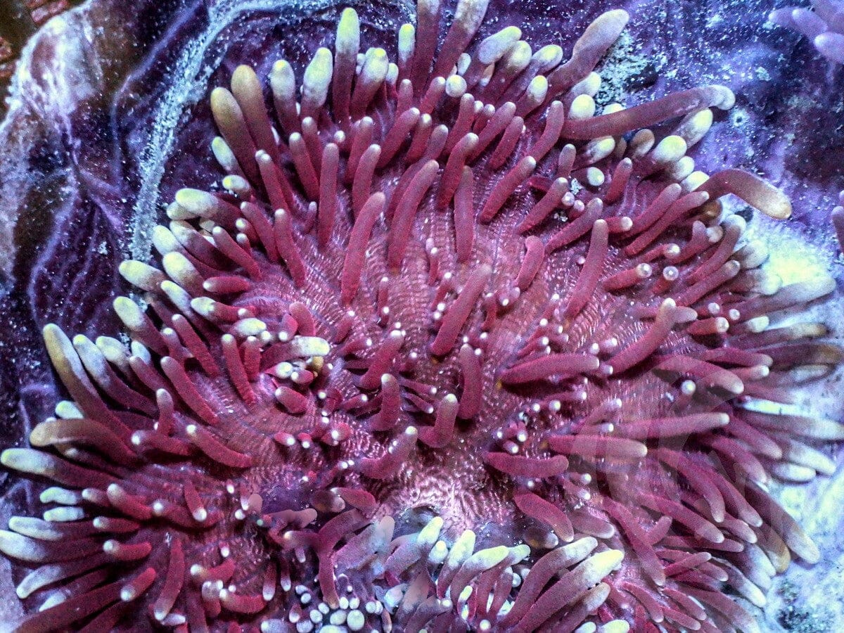 Maroon-Purple Heteractis crispa