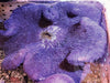 Purple Haddoni Carpet Anemone