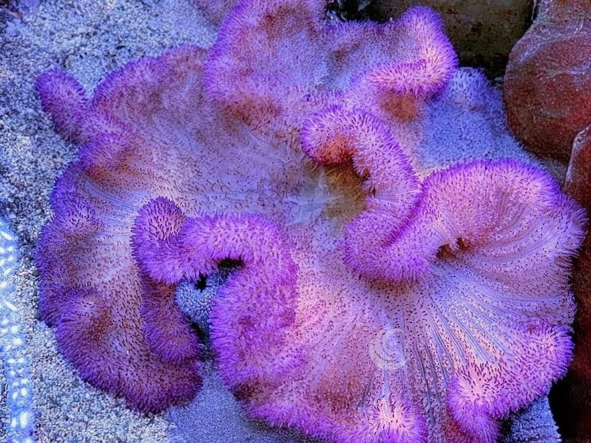 Purple Gigantea Carpet Anemone