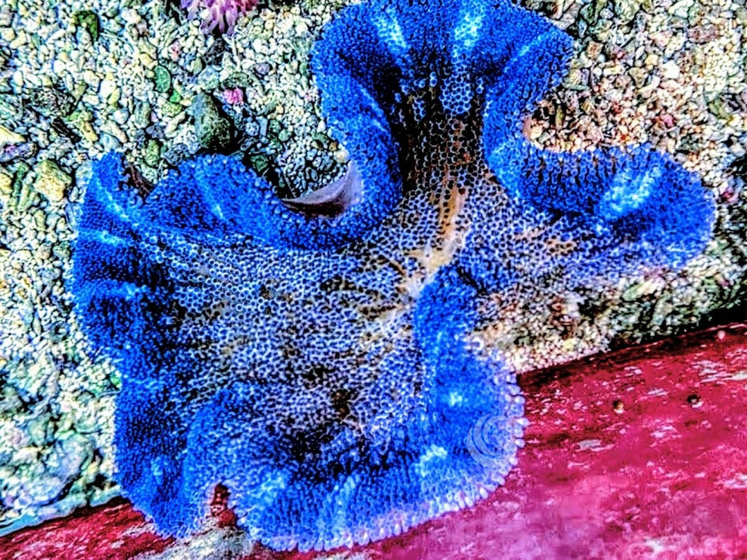 Blue Haddoni Carpet Anemone