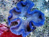 Blue Haddoni Carpet Anemone