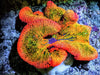 Rainbow Skittles MultiColor Haddoni Carpet Anemone