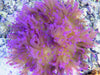 Purple Heteractis crispa Anemone