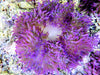 Purple Heteractis crispa Anemone